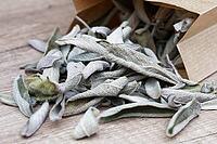 Dried sage leaves (Salvia officinalis), Kempen, North Rhine-Westphalia, Germany [IBR124629541]