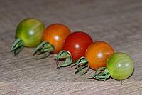 Cocktail tomatoes (Solanum), Kempen, North Rhine-Westphalia, Germany [IBR124629549]