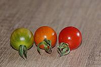 Cocktail tomatoes (Solanum), Kempen, North Rhine-Westphalia, Germany [IBR124629550]