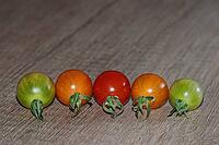 Cocktail tomatoes (Solanum), Kempen, North Rhine-Westphalia, Germany [IBR124629551]