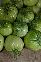 Unripe, green beefsteak tomatoes (Solanum lycopersicum), Kempen, North Rhine-Westphalia, Germany [IBR124629552]