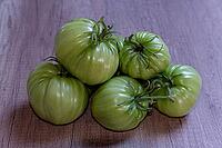 Unripe, green beefsteak tomatoes (Solanum lycopersicum), Kempen, North Rhine-Westphalia, Germany [IBR124629553]