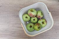 Freshly harvested apples (Malus), Kempen, North Rhine-Westphalia, Germany [IBR124629555]