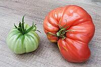 Meat tomatoes (Solanum lycopersicum), Kempen, North Rhine-Westphalia, Germany [IBR124629556]