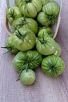 Unripe, green beefsteak tomatoes (Solanum lycopersicum), Kempen, North Rhine-Westphalia, Germany [IBR124629559]