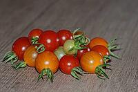 Cocktail tomatoes (Solanum), Kempen, North Rhine-Westphalia, Germany [IBR124629560]