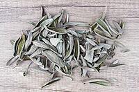 Dried sage leaves (Salvia officinalis), Kempen, North Rhine-Westphalia, Germany [IBR124629561]