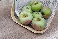 Freshly harvested apples (Malus), Kempen, North Rhine-Westphalia, Germany [IBR124629562]