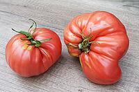 Meat tomatoes (Solanum lycopersicum), Kempen, North Rhine-Westphalia, Germany [IBR124629563]