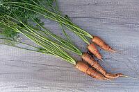 Freshly harvested carrots (Daucus carota subsp. sativus), Kempen, North Rhine-Westphalia, Germany [IBR124629564]