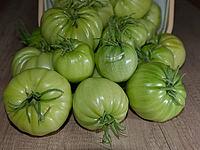 Unripe, green beefsteak tomatoes (Solanum lycopersicum), Kempen, North Rhine-Westphalia, Germany [IBR124629567]