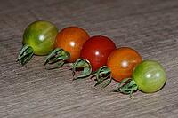 Cocktail tomatoes (Solanum), Kempen, North Rhine-Westphalia, Germany [IBR124629568]