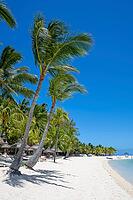 Palm tree, cloud, sky, sea, sandy beach, nature, umbrellas, Le Morne, Mauritius [IBR124629572]