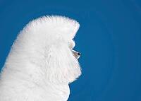 Portrait of beautiful white toy poodle in continental clip on blue background [IBR124631197]