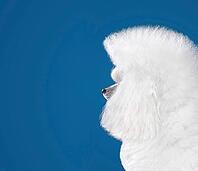 Portrait of beautiful white toy poodle in continental clip on blue background [IBR124631200]