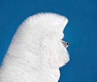 Portrait of beautiful white toy poodle in continental clip on blue background [IBR124631201]