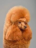 Portrait of beautiful red toy poodle in continental clip on a gray background [IBR124631202]