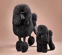 Funny big and toy black poodles standing on a color background [IBR124631203]