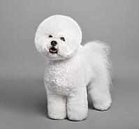 Cute white Bichon Frise dog standing on a gray background [IBR124631204]