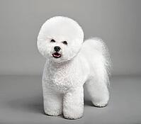 Cute white Bichon Frise dog standing on a gray background [IBR124631205]
