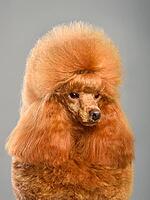 Portrait of beautiful red toy poodle in continental clip on a gray background [IBR124631206]