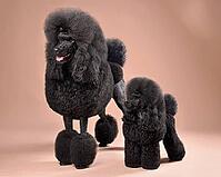 Funny big and toy black poodles standing on a color background [IBR124631207]