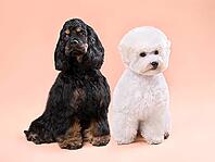 Three months old puppies of american cocker spaniel and bichon frise sitting on a color background [IBR124631208]