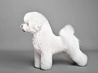 White Bichon Frise dog standing on a gray background [IBR124631209]