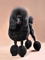 Beautiful royal black poodle in continental clip standing on color background [IBR124631210]