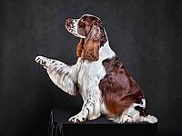 Sitting english springer spaniel giving a paw up on dark background [IBR124631211]