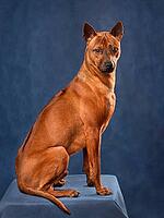 Beautiful red Thai Ridgeback dog sitting on a blue background [IBR124631212]