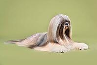 Beautiful Lhasa Apso dog lying on a green background [IBR124631213]