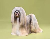 Front view of Lhasa Apso dog standing on olive background [IBR124631214]