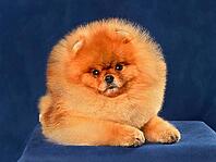 Front view miniature red Pomeranian Spitz puppy lying on a blue background [IBR124631216]