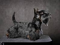 Beautiful black Scotch terrier standing on dark gray background [IBR124631217]
