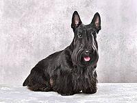 Beautiful black Scotch terrier sitting on a gray background [IBR124631218]