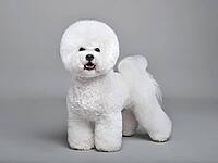 Beautiful white Bichon Frise dog standing on a gray background [IBR124631219]