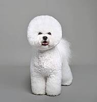 White Bichon Frise dog standing on a gray background [IBR124631220]