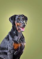 Studio shot of beautiful black and tan Doberman dog with uncropped ears sitting on green background [IBR124631221]