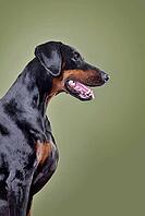 Portrait of black and tan Doberman dog with uncropped ears sitting on green background [IBR124631222]