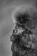 Studio portrait of beautiful black toy poodle against a grey background [IBR124631223]