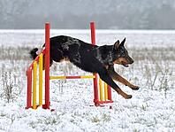 Merle Beauceron dog jumping over hurdle on outdoor agility training [IBR124631224]