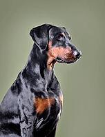 Beautiful black and tan Doberman dog with uncropped ears sitting on green background [IBR124631225]