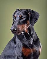 Beautiful black and tan Doberman dog sitting on green background [IBR124631226]