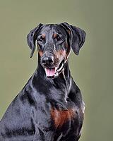 Studio shot of beautiful black and tan Doberman dog with uncropped ears sitting on blue background [IBR124631227]