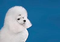 Portrait of beautiful white toy poodle in continental clip on blue background [IBR124631228]