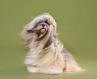 Beautiful Lhasa Apso dog with blowing hair sitting on a green background [IBR124631229]
