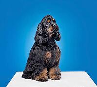 Three months old puppy of american cocker spaniel sitting on a blue background [IBR124631231]