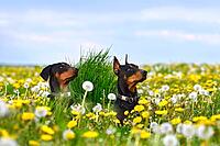 Two beautiful tan-and-black Doberman Pinschers sitting on yellow and white dandelions field [IBR124631233]