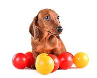 Cute dachshund puppy sitting with colorful balls and looking at camera on white background [IBR124631234]